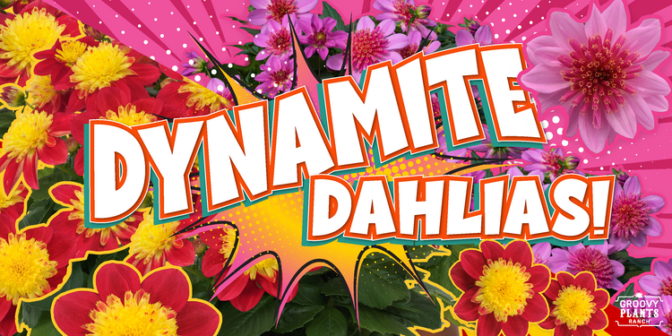 Dynamite Dahlias