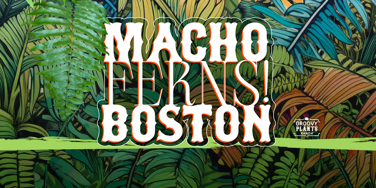 Boston + Macho Ferns
