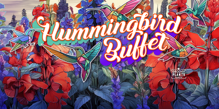 Hummingbird Buffet Salvia