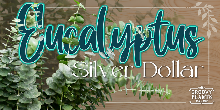 Eucalyptus 'Silver Dollar'
