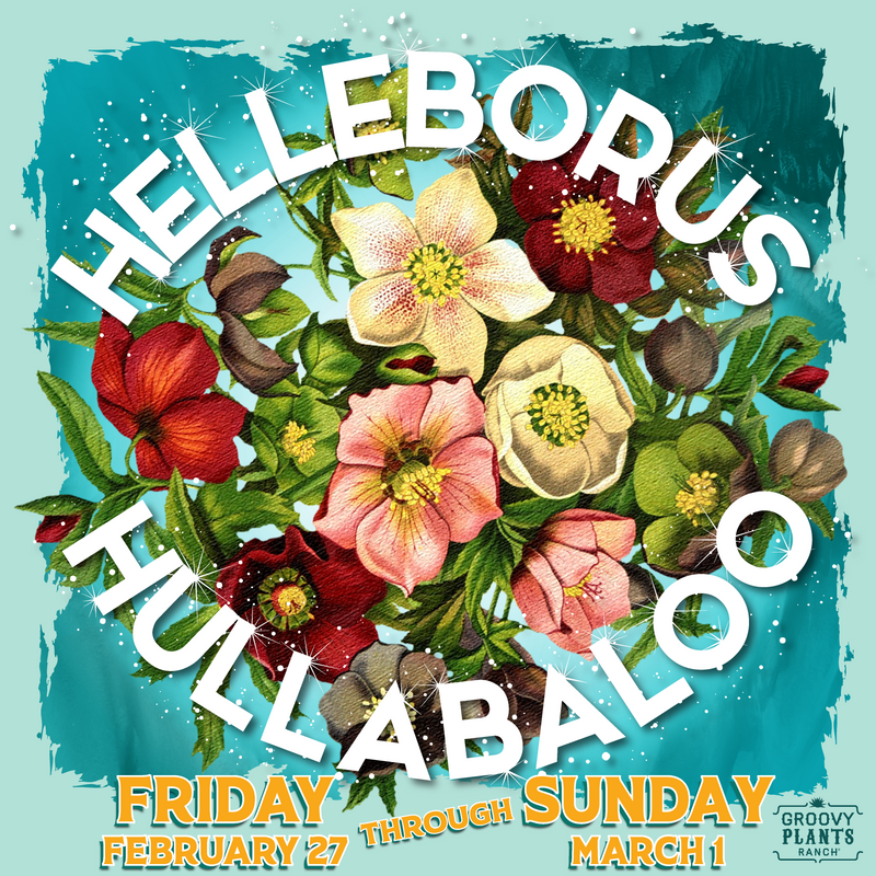 Helleborus Preorders 2026