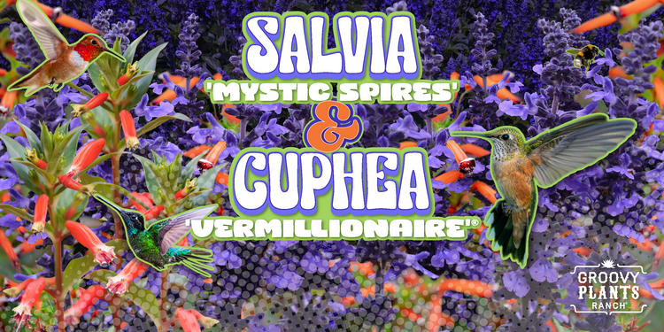 Cuphea 'Vermillionaire'® + Salvia 'Mystic Spires'