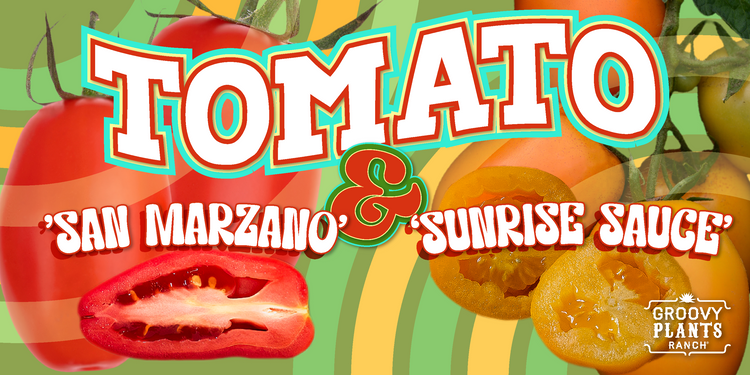 Roma Tomato 'Sunrise Sauce' + 'San Marzano'