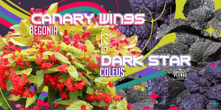 'Canary Wings' Begonia + 'Dark Star' Coleus