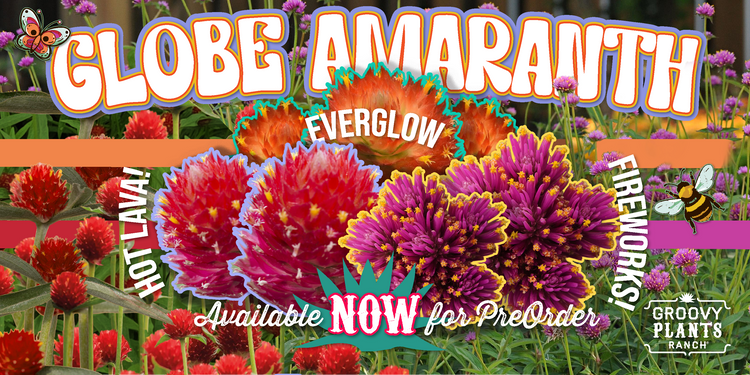 Globe Amaranth Collection