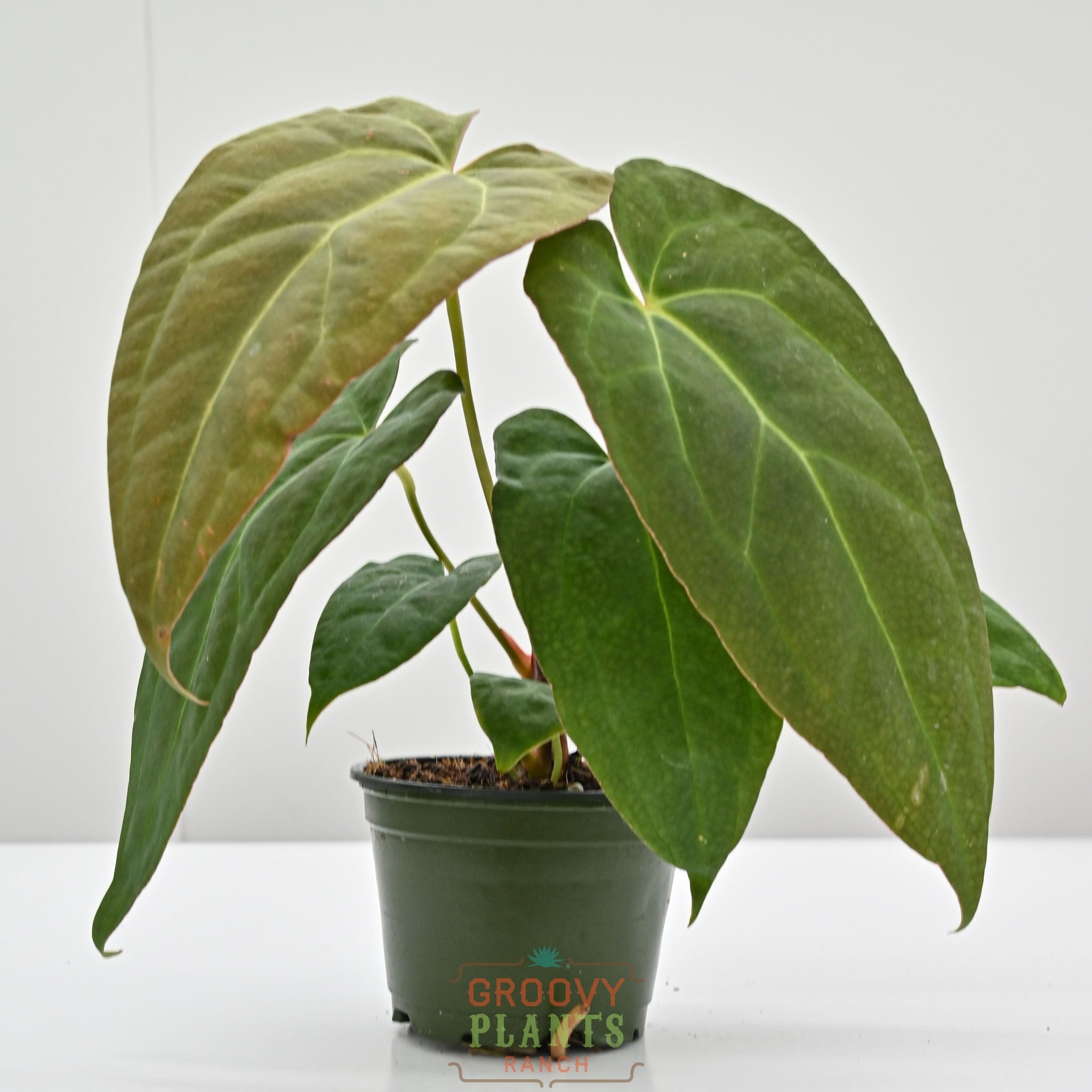 Black ZZ Plant | Zamioculcas zamiifolia 'Black' – The Groovy