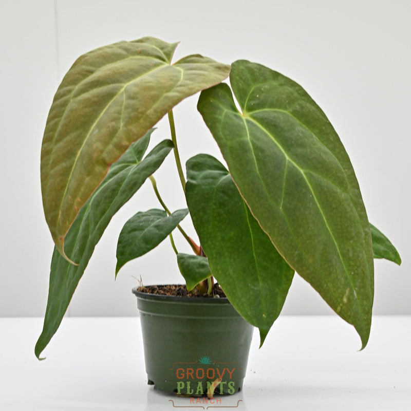 Houseplants