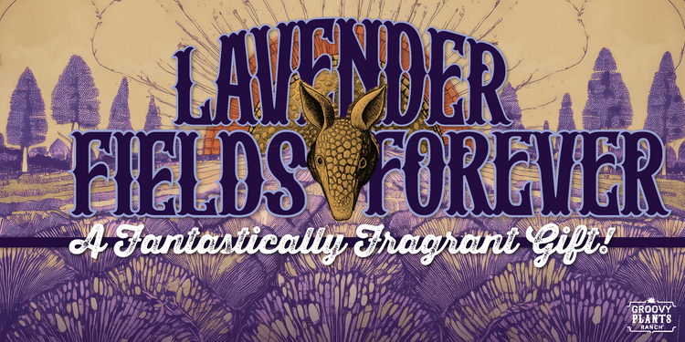 Lavender Fields Forever