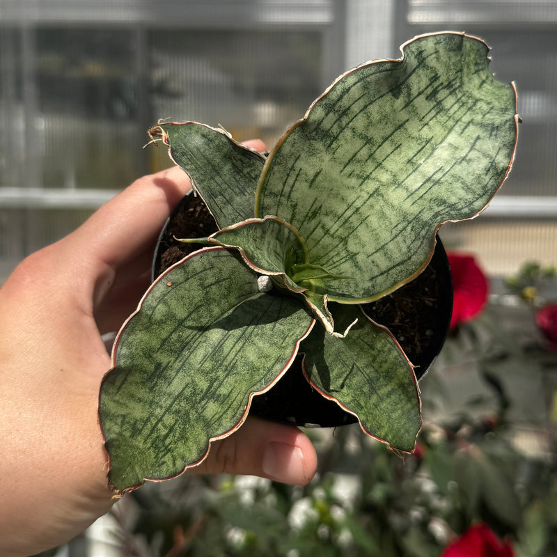 New Plant Releases