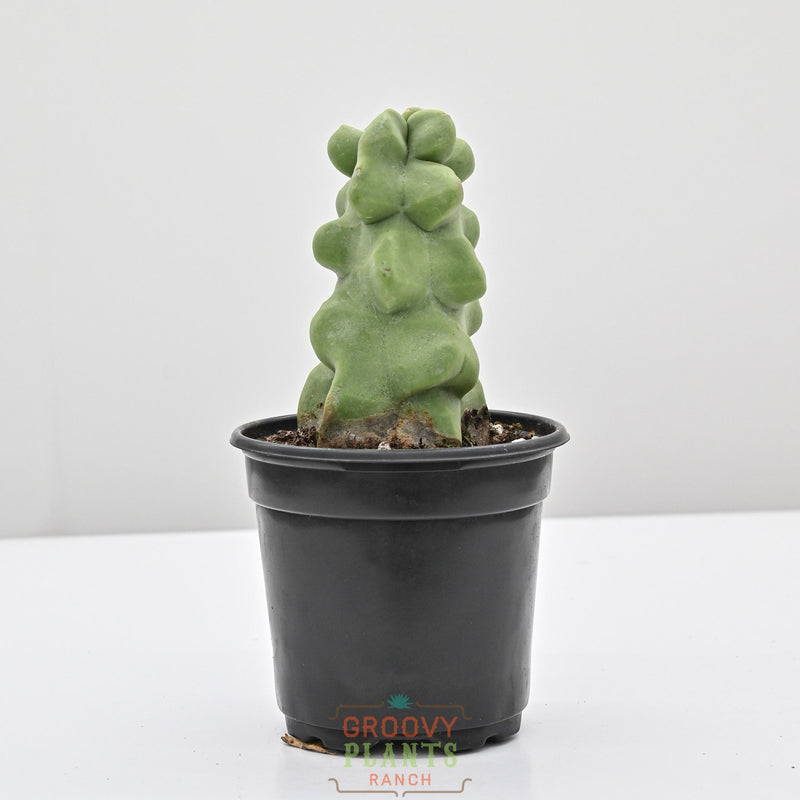 Cactus & Succulents