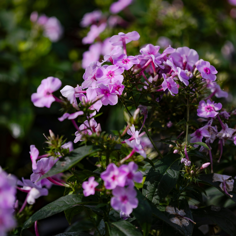 Spring Plant Preorders 2027