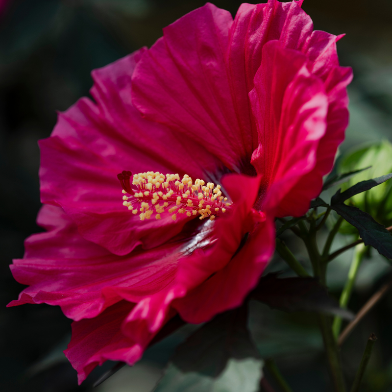 Ohio-Hardy Hibiscus