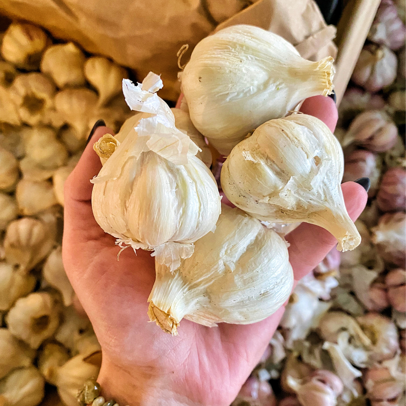 Garlic