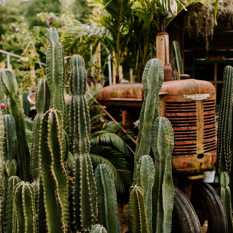 All Plants & Pottery