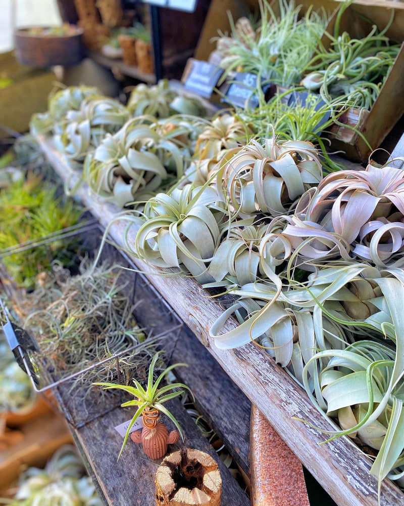 Air Plants