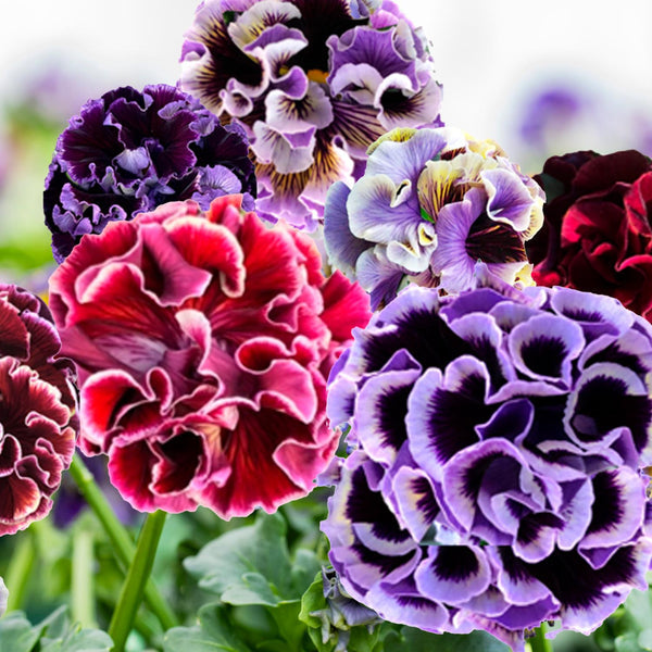 Early Spring Plant Preorders 2027