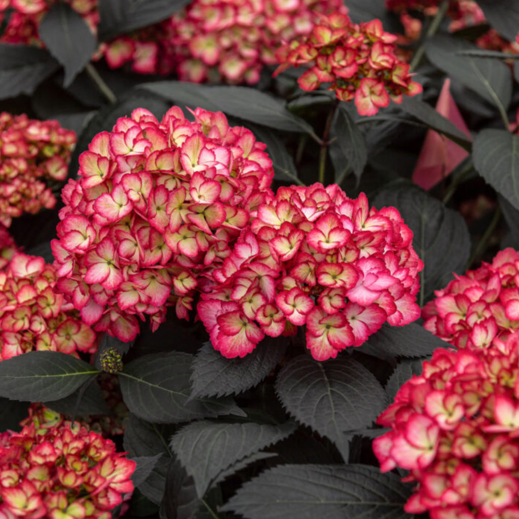 Eclipse® Bigleaf Hydrangea - 3