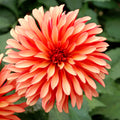Dahlia Gallery Art Deco | Premium Dwarf Decorative Dahlia