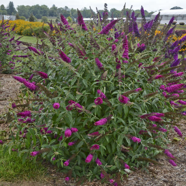 Butterfly Bush 'Queen of Hearts'