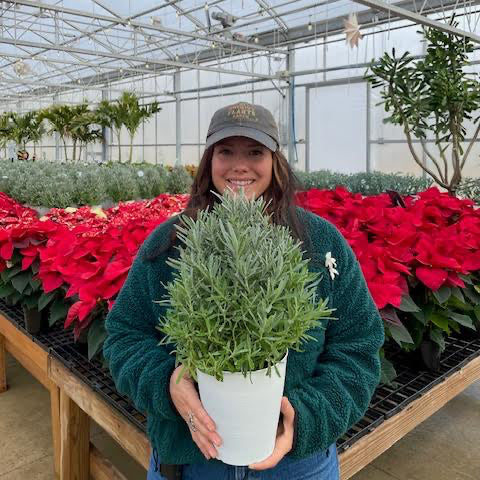 Holiday Lavender Tree