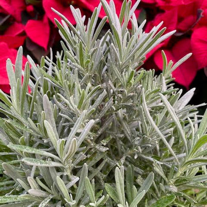 Holiday Lavender Tree