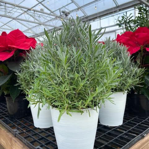 Holiday Lavender Tree