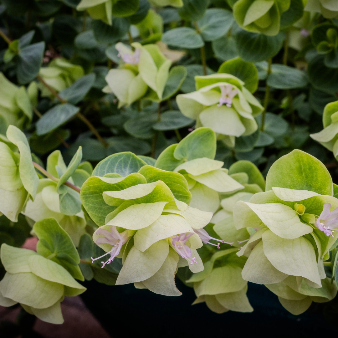 Oregano 'Kent Beauty'