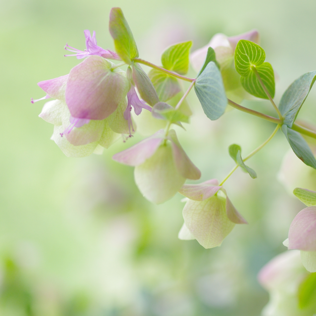 Oregano 'Kent Beauty'
