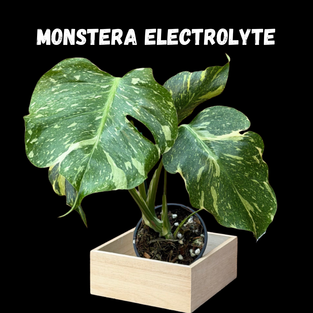 Monstera deliciosa 'Electrolyte'