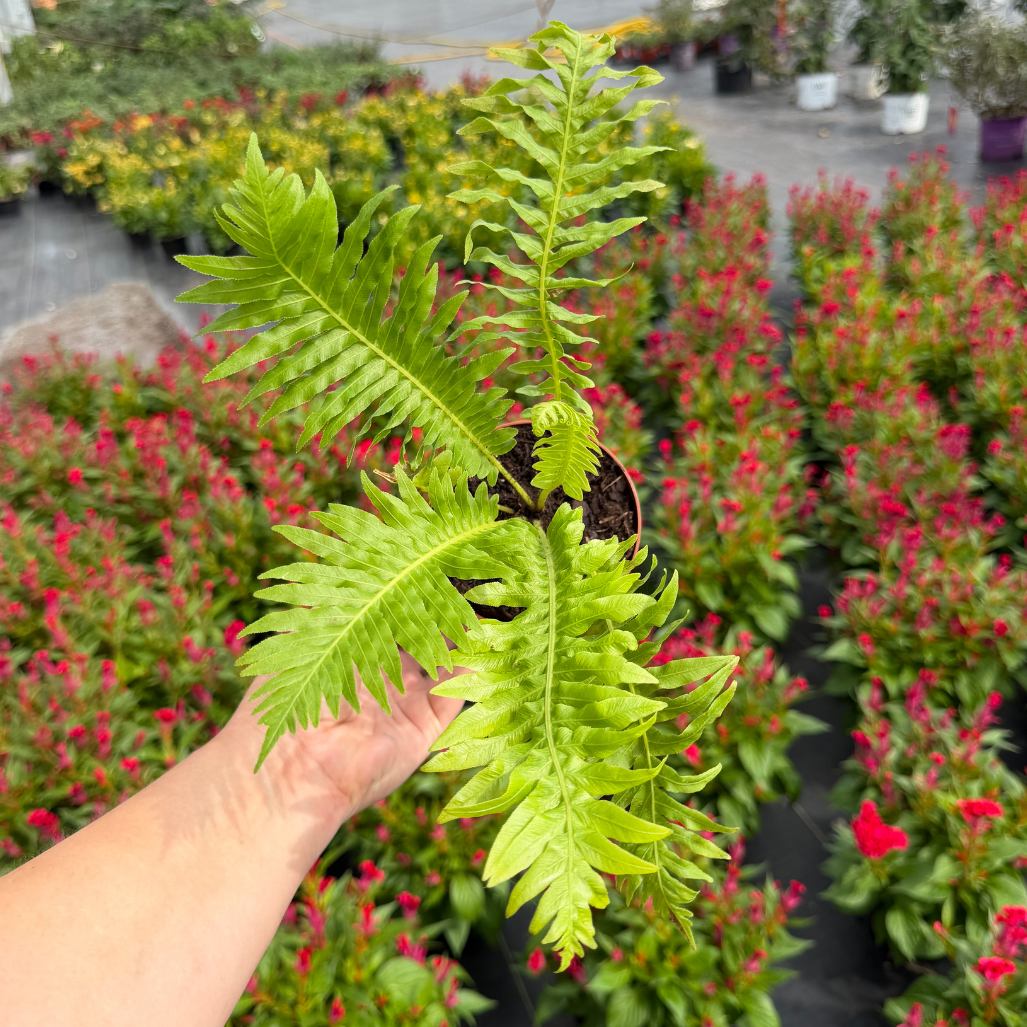 Silver Lady Tree Fern | Blechnum gibbum