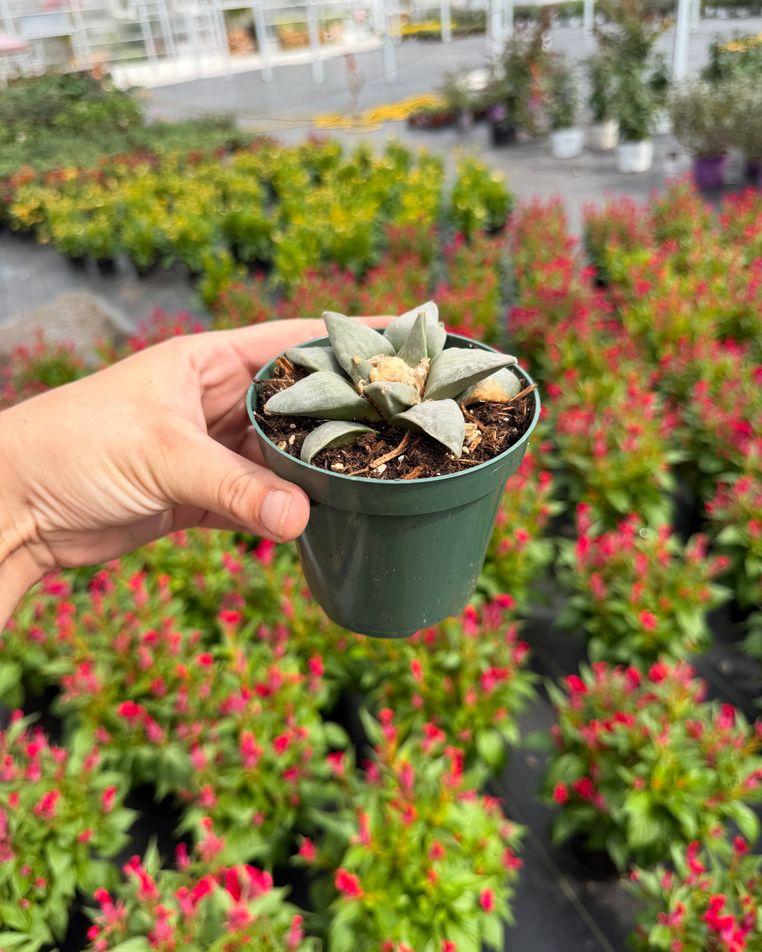Living Rock Cactus | Ariocarpus Retusus