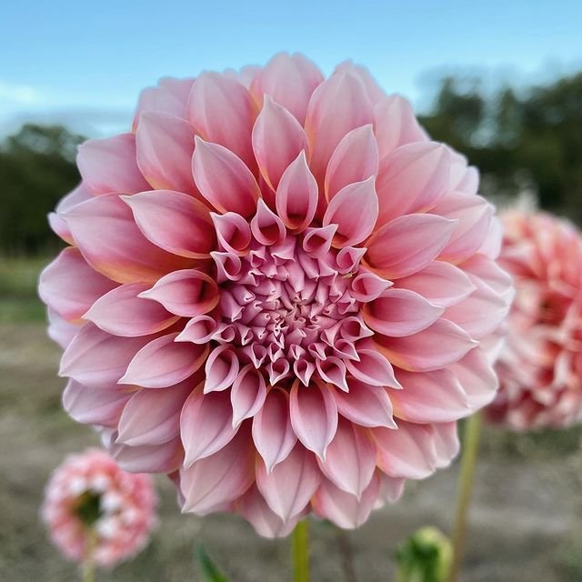 'Peaches-N-Cream' Dahlia ~ 3 Tubers