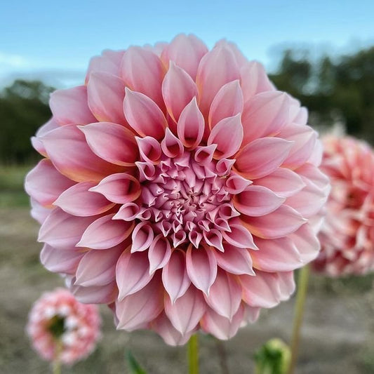 'Peaches-N-Cream' Dahlia ~ 3 Tubers