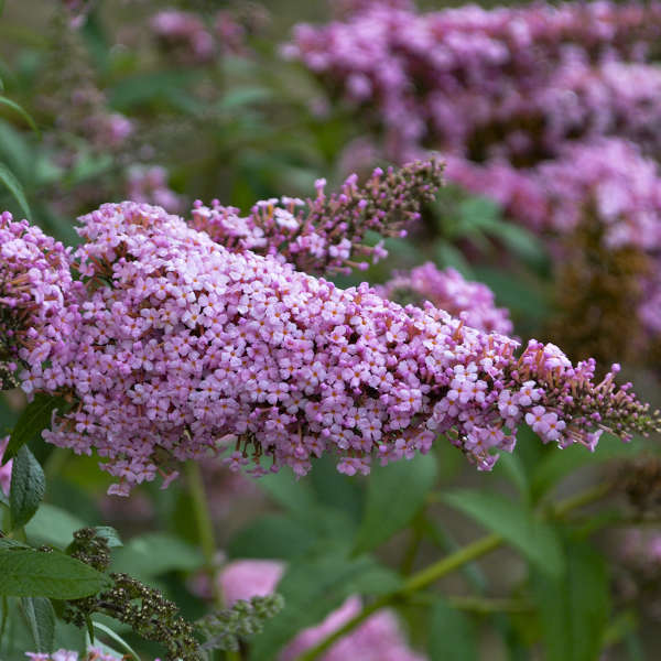 Butterfly Bush 'Princess Pink'