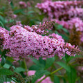 Butterfly Bush 'Princess Pink'