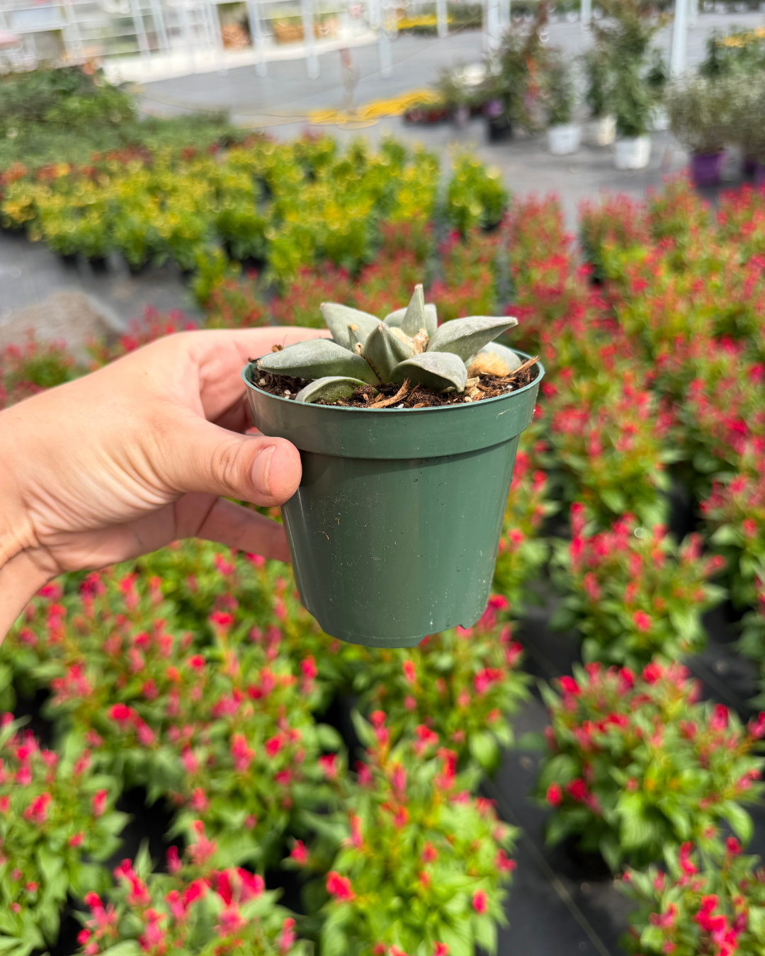 Living Rock Cactus | Ariocarpus Retusus