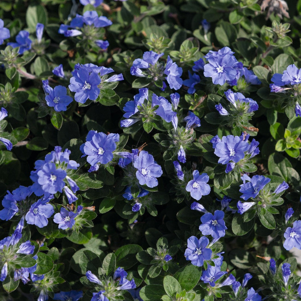 Mini Morning Glory 'Beach Bum Blue'