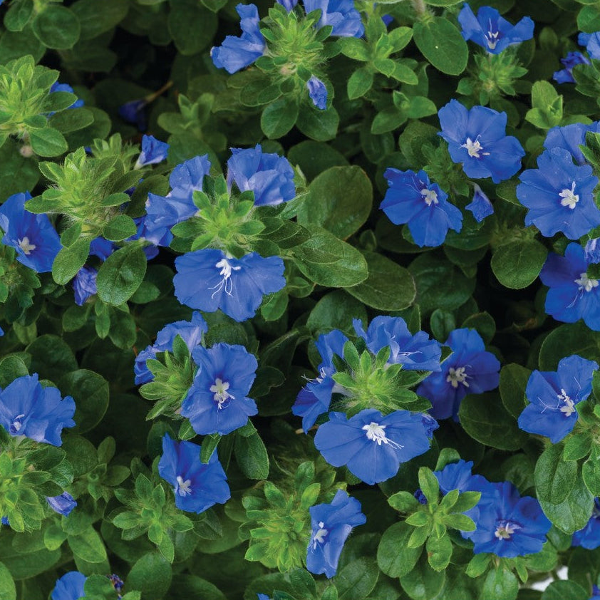 Mini Morning Glory 'Beach Bum Blue'