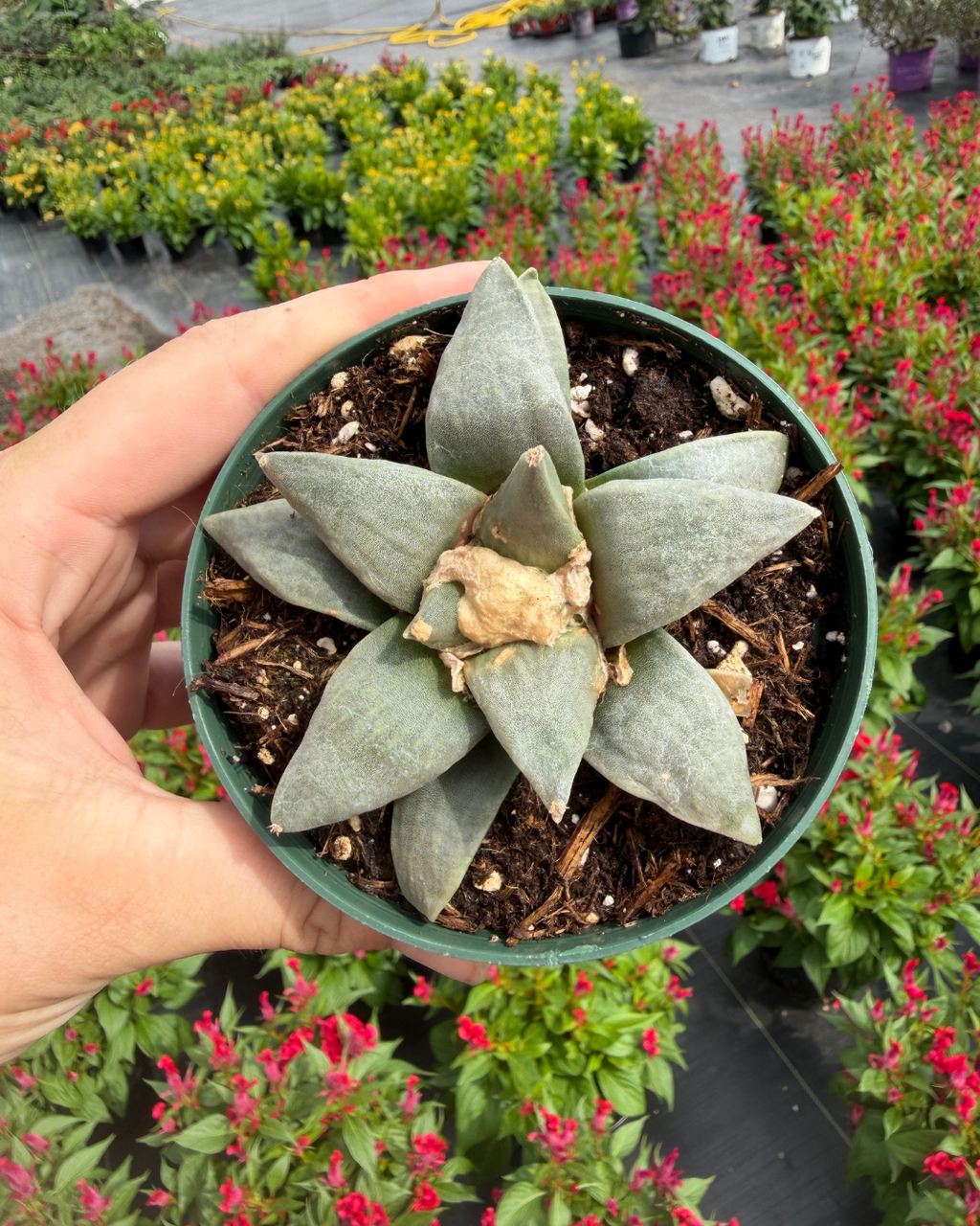 Living Rock Cactus | Ariocarpus Retusus