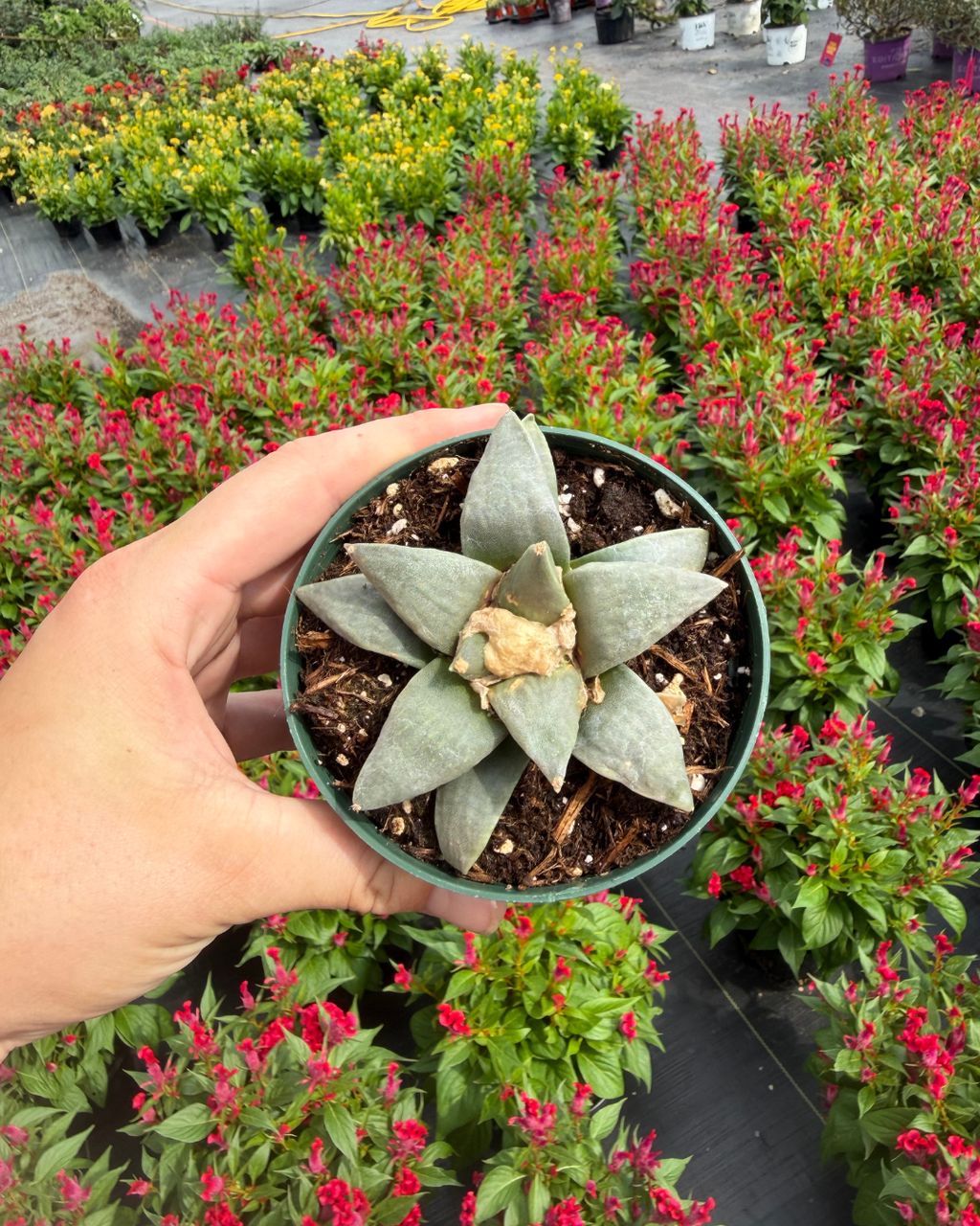 Living Rock Cactus | Ariocarpus Retusus