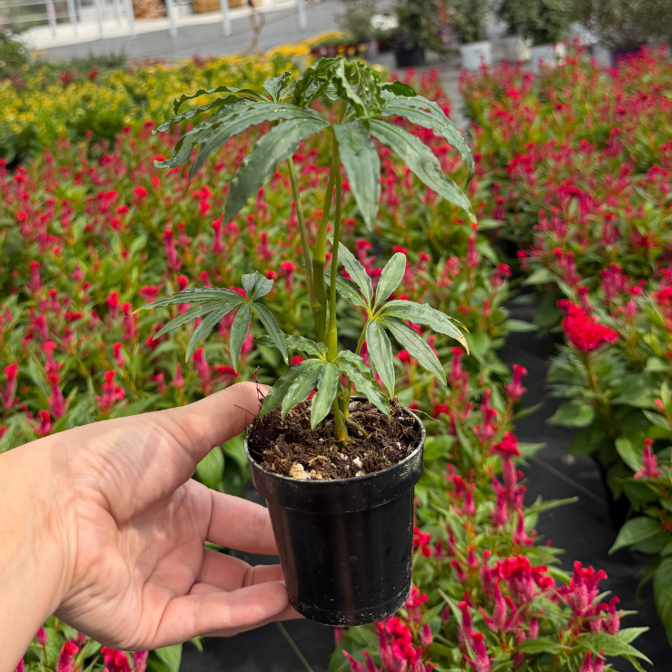 Anthurium Cochabamba