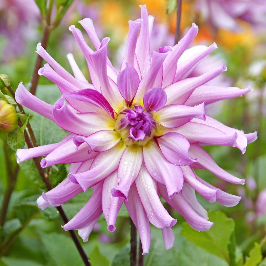 Dahlia 'Leila Savanna Rose' | Cactus Dahlia