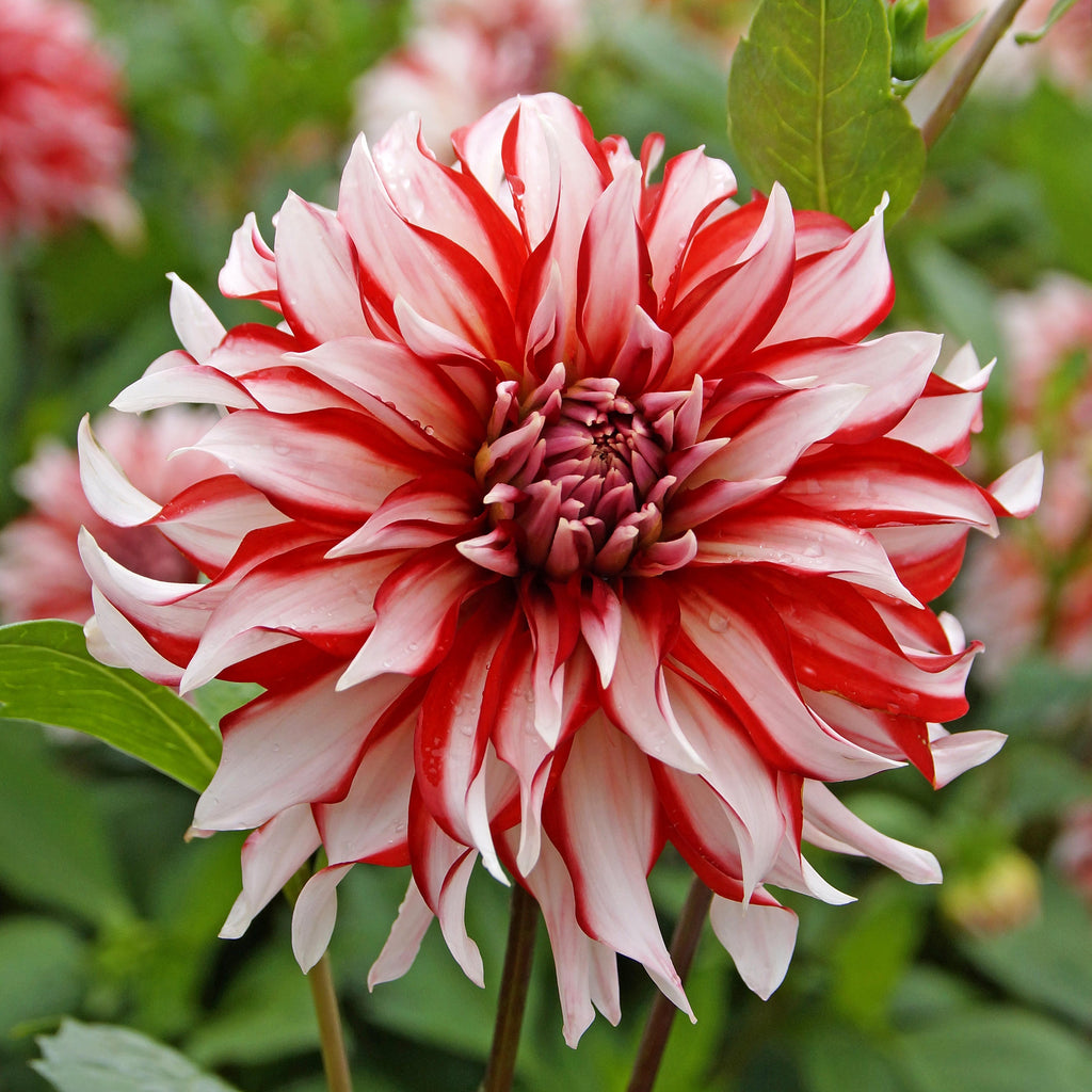 Dahlia Santa Claus | Premium Decorative Dahlia