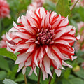 Dahlia Santa Claus | Premium Decorative Dahlia