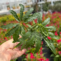Anthurium Cochabamba