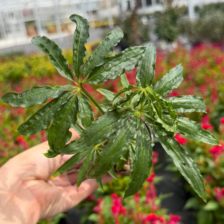 Anthurium Cochabamba