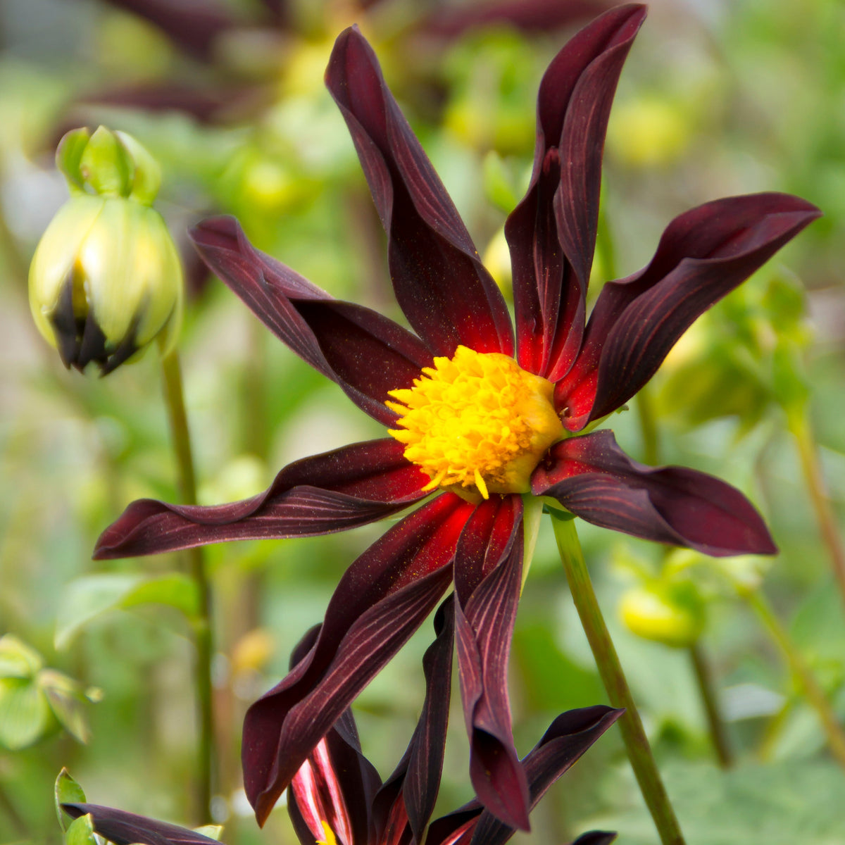 Dahlia Verrone's Obsidian | Premium Orchid-type Dahlia