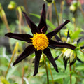 Dahlia Verrone's Obsidian | Premium Orchid-type Dahlia