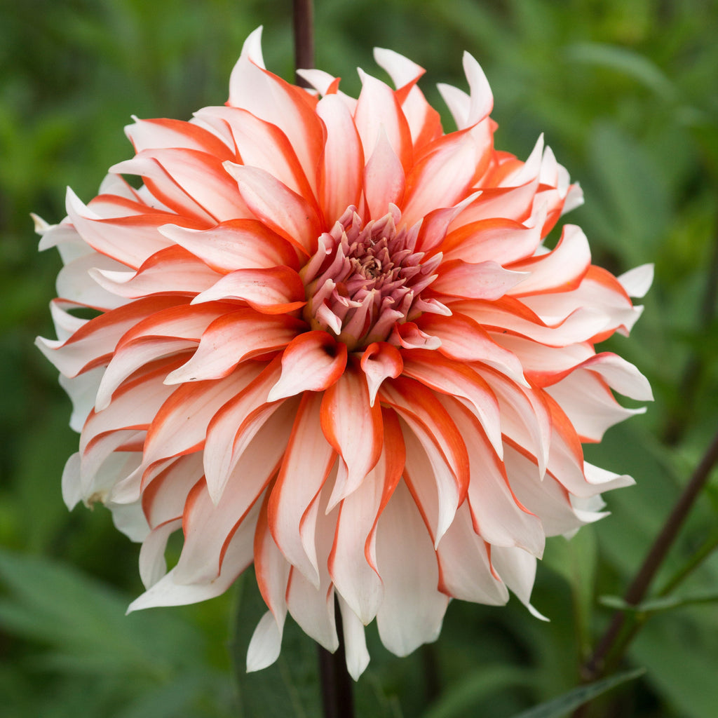 Dahlia Santa Claus | Premium Decorative Dahlia