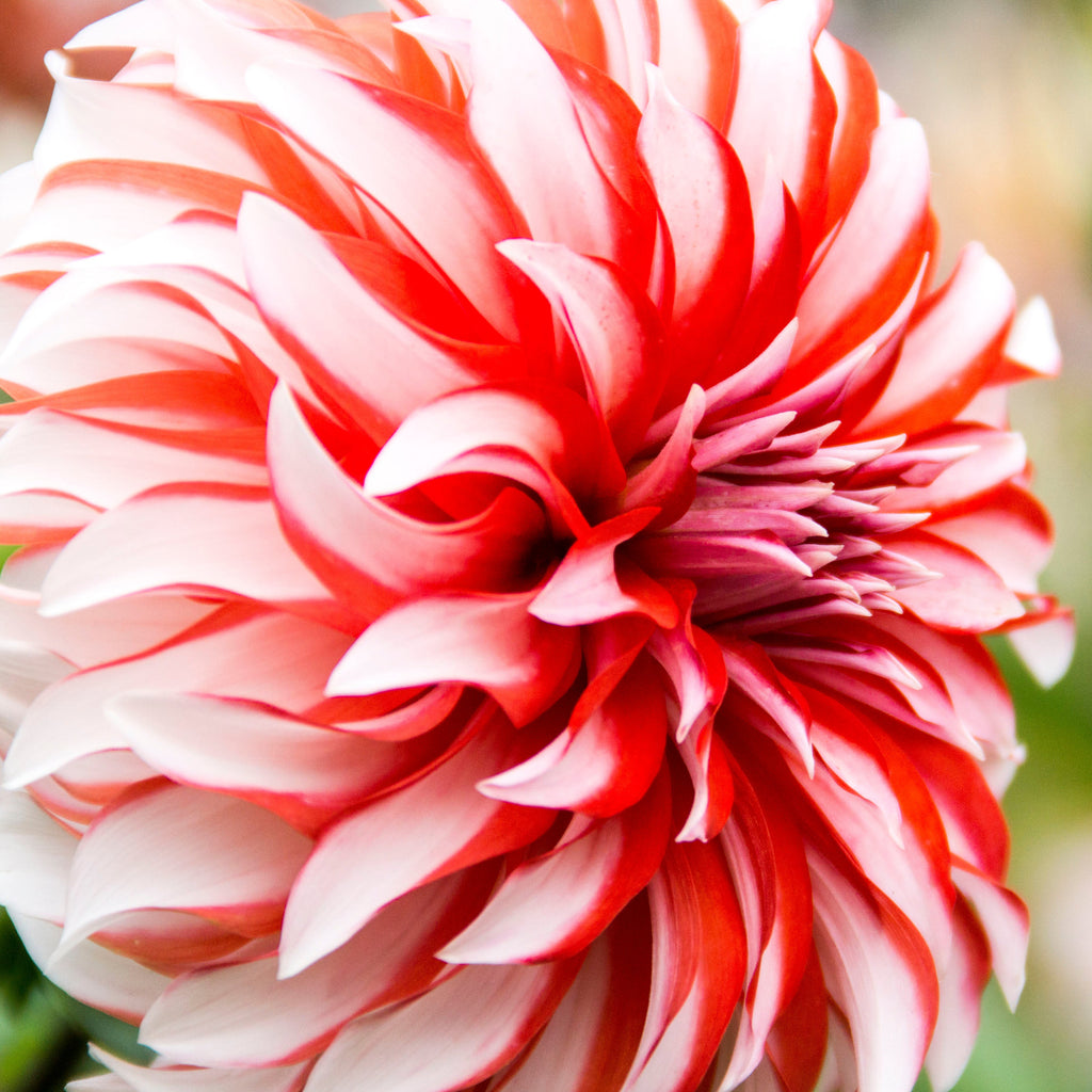 Dahlia Santa Claus | Premium Decorative Dahlia
